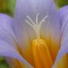 Romulea bulbocodium (L.) Sebast. & Mauri - Image 6