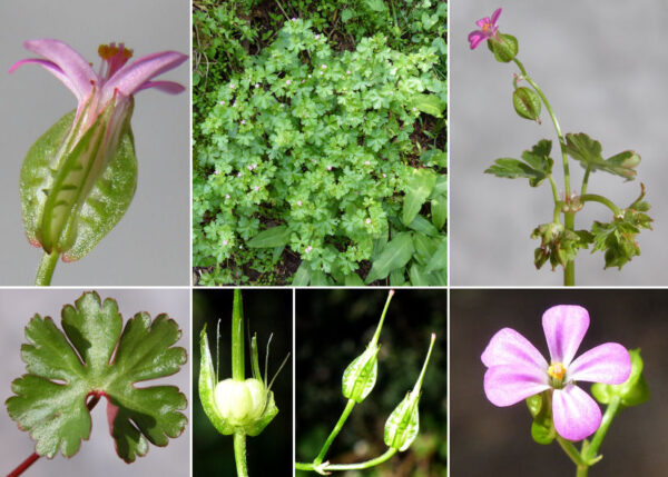 Geranium lucidum L. - Image 6