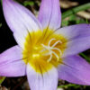 Romulea bulbocodium (L.) Sebast. & Mauri - Image 5
