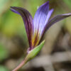 Romulea bulbocodium (L.) Sebast. & Mauri - Image 3