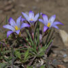 Romulea bulbocodium (L.) Sebast. & Mauri