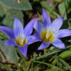 Romulea bulbocodium (L.) Sebast. & Mauri - Image 2