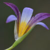 Romulea bulbocodium (L.) Sebast. & Mauri - Image 4