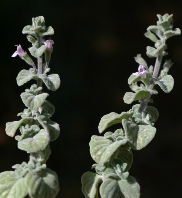 Clinopodium brevifolium (Wahlenb.) Bräuchler & Hjertson - Image 4