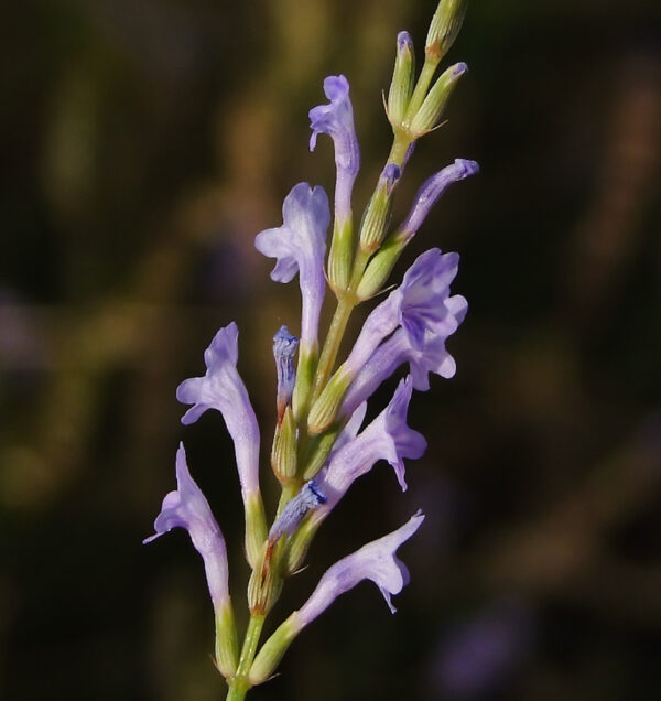 Lavandula coronopifolia Poir. - Image 3