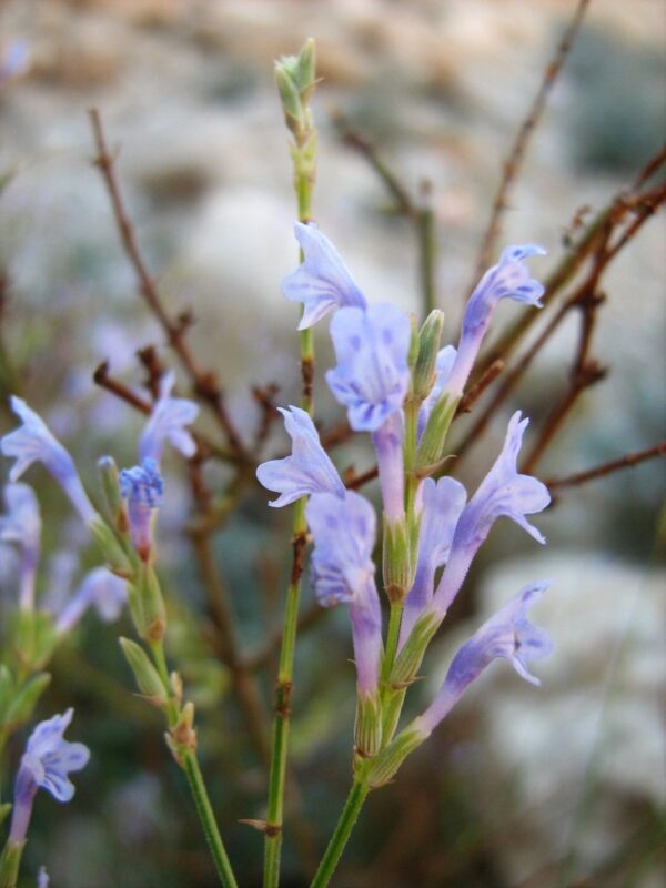 Lavandula coronopifolia Poir.