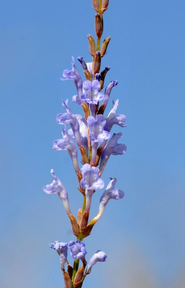 Lavandula coronopifolia Poir. - Image 4