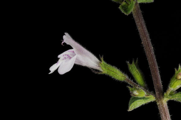 Clinopodium brevifolium (Wahlenb.) Bräuchler & Hjertson - Image 2