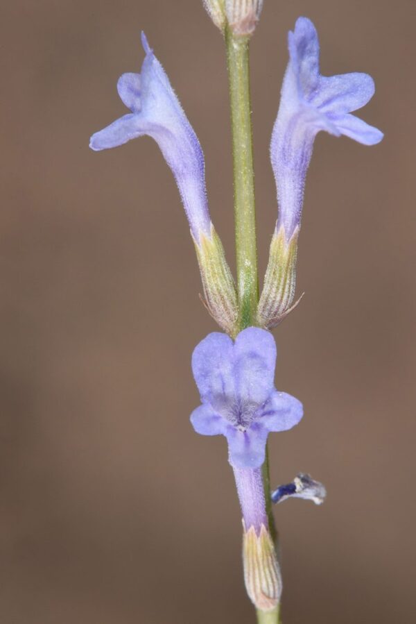 Lavandula coronopifolia Poir. - Image 2