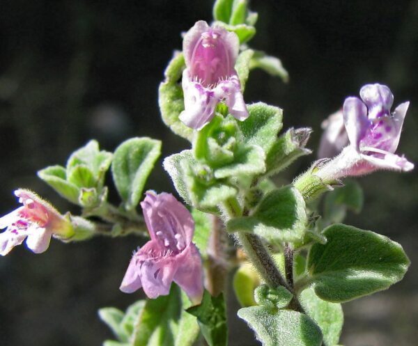 Clinopodium brevifolium (Wahlenb.) Bräuchler & Hjertson