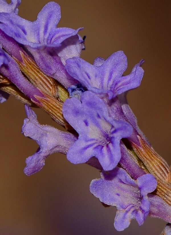 Lavandula coronopifolia Poir. - Image 5