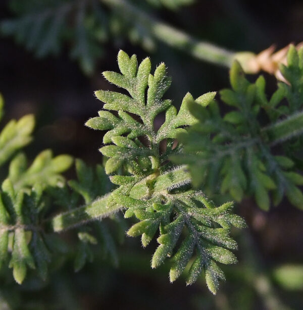 Lavandula coronopifolia Poir. - Image 6