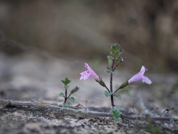Clinopodium brevifolium (Wahlenb.) Bräuchler & Hjertson - Image 3