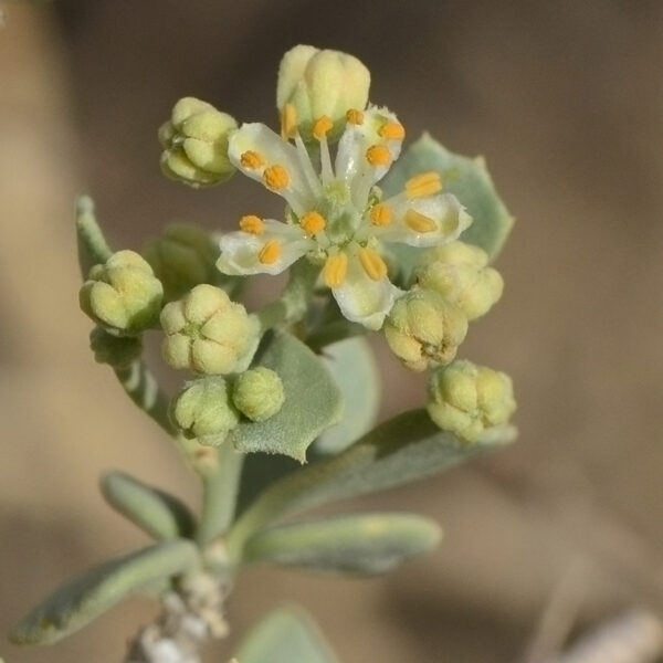Nitraria retusa (Forssk.) Asch. - Image 2