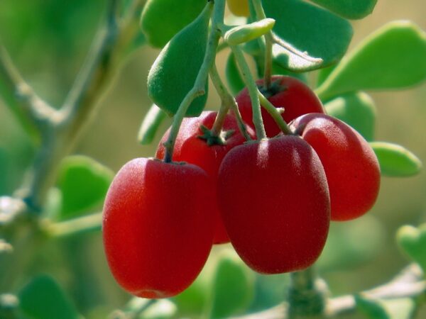 Nitraria retusa (Forssk.) Asch. - Image 7