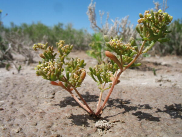 Tetradiclis tenella (Ehrenb.) Litv. - Image 6