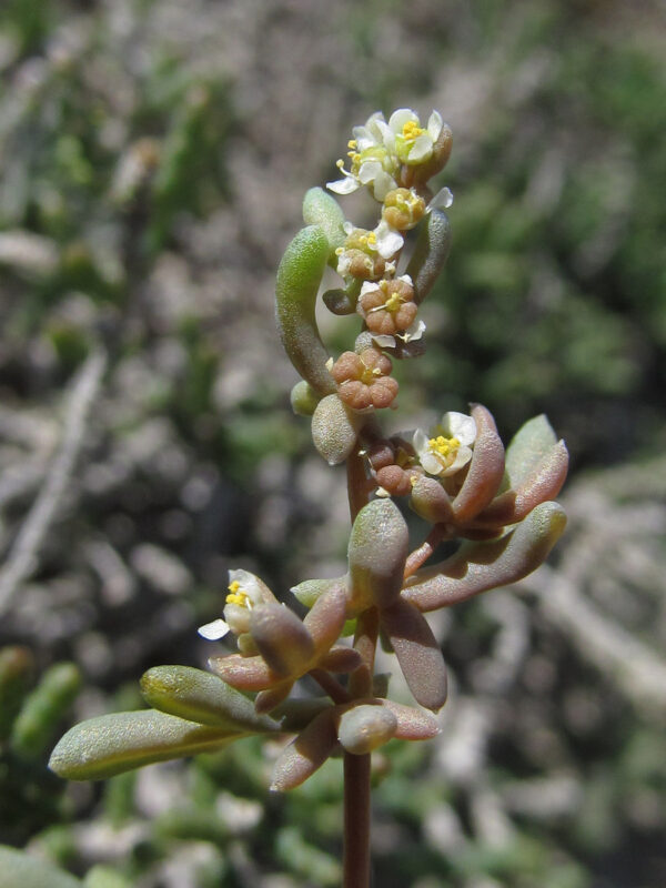 Tetradiclis tenella (Ehrenb.) Litv. - Image 3