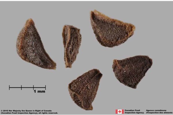Peganum harmala L. - Image 5