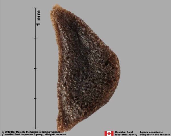 Peganum harmala L. - Image 6