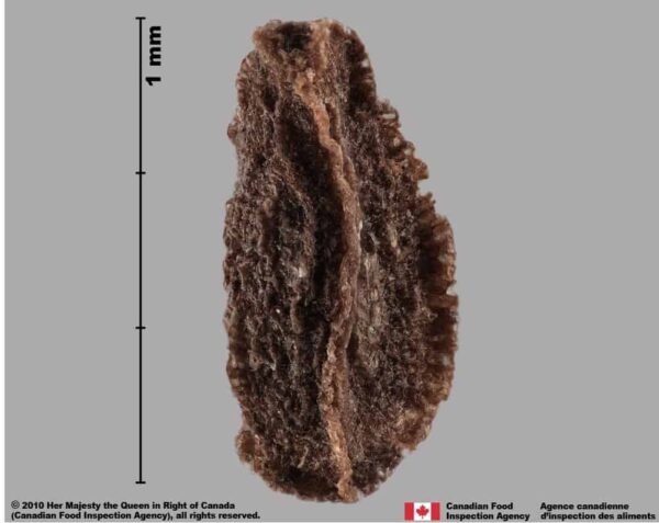 Peganum harmala L. - Image 7