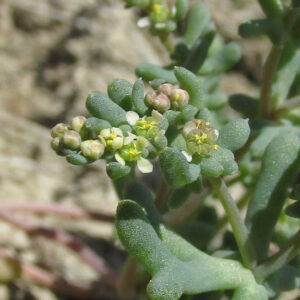 Tetradiclis tenella (Ehrenb.) Litv.