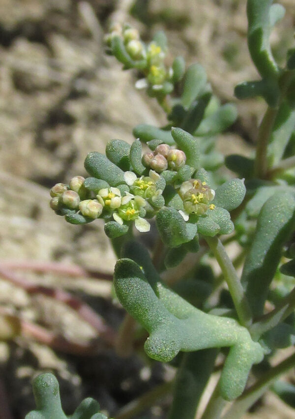 Tetradiclis tenella (Ehrenb.) Litv.
