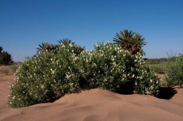 Peganum harmala L. - Image 10