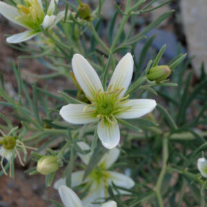 Peganum harmala L.