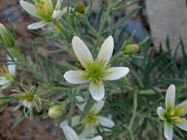 Peganum harmala L.
