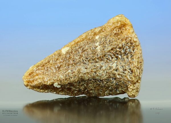 Peganum harmala L. - Image 9