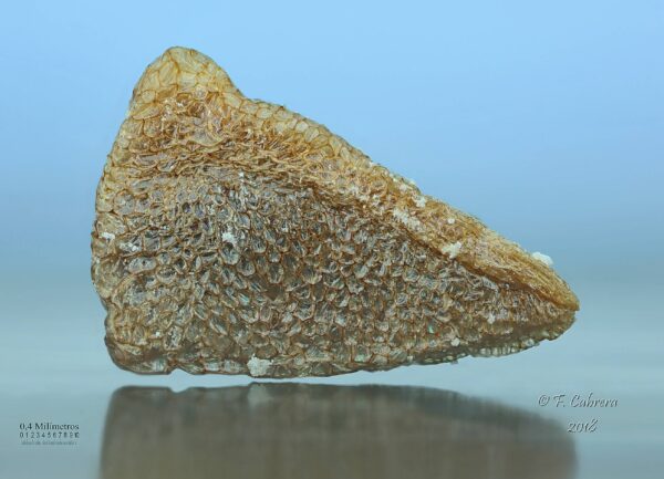 Peganum harmala L. - Image 8