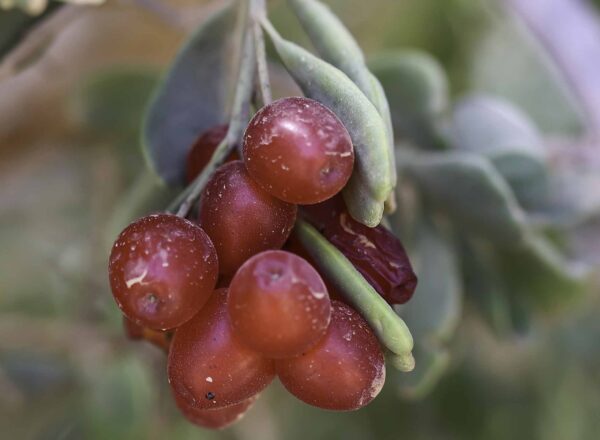 Nitraria retusa (Forssk.) Asch. - Image 6