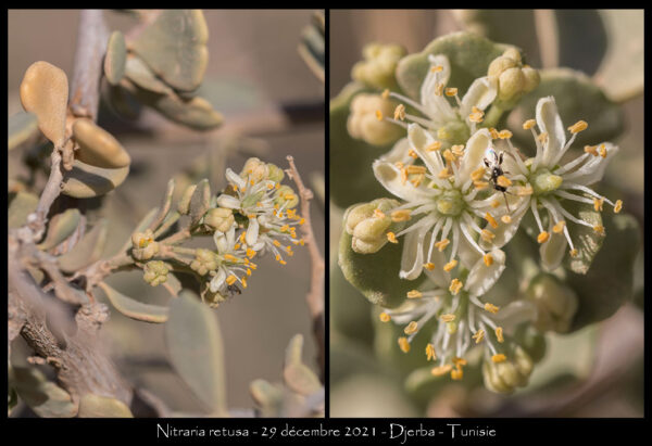 Nitraria retusa (Forssk.) Asch. - Image 4