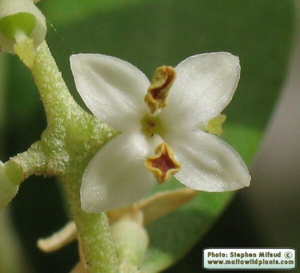 Olea europaea L. - Image 4