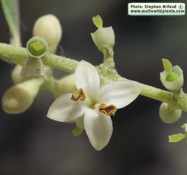 Olea europaea L. - Image 3