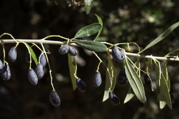 Olea europaea L. - Image 7