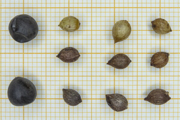 Phillyrea angustifolia L. - Image 10