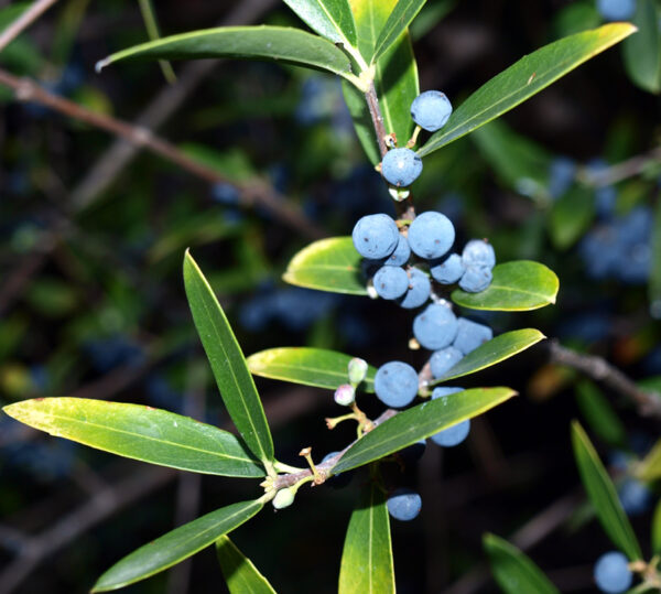 Phillyrea angustifolia L. - Image 8