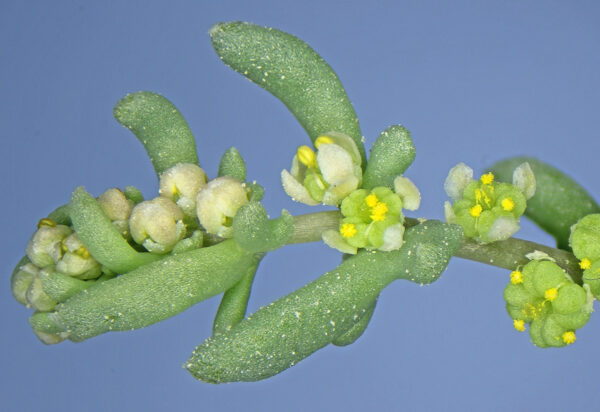 Tetradiclis tenella (Ehrenb.) Litv. - Image 2