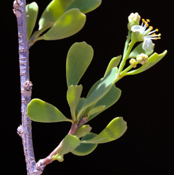 Nitraria retusa (Forssk.) Asch. - Image 3