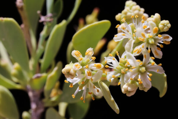 Nitraria retusa (Forssk.) Asch.