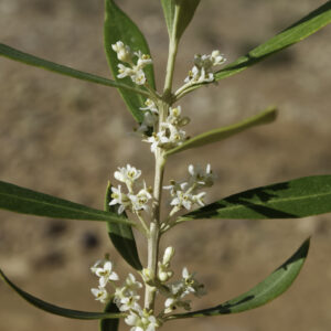Olea europaea L.