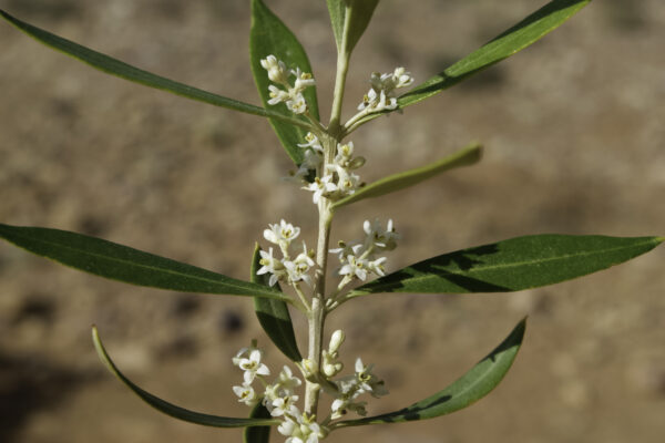 Olea europaea L.