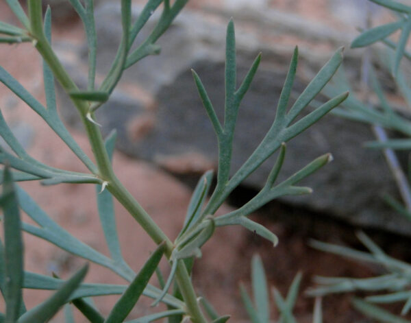 Peganum harmala L. - Image 3