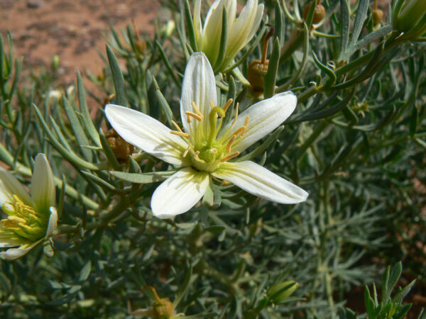 Peganum harmala L. - Image 2