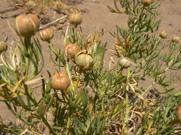 Peganum harmala L. - Image 4