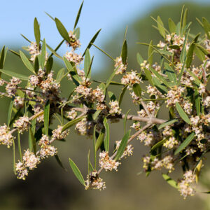 Phillyrea angustifolia L.
