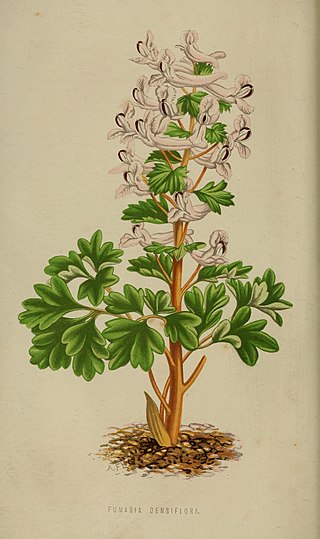 Fumaria densiflora DC. - Image 6