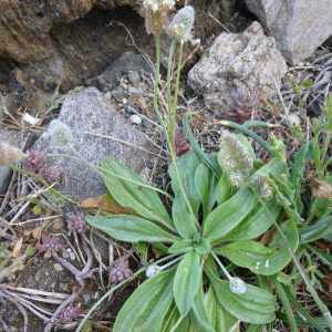 Plantago ovata Forssk.