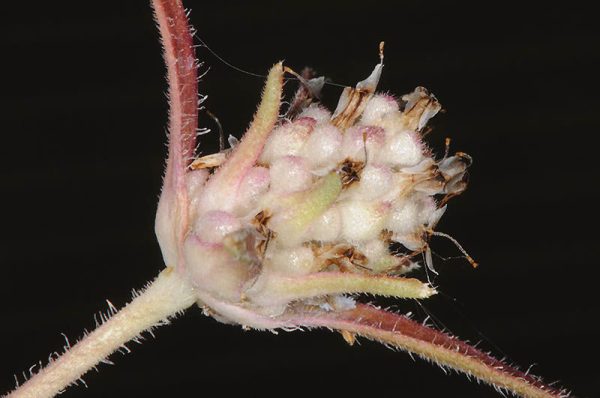 Plantago indica L. - Image 3